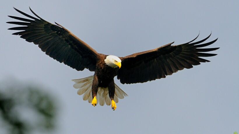 Species Spotlight: Bald eagles | Mass.gov